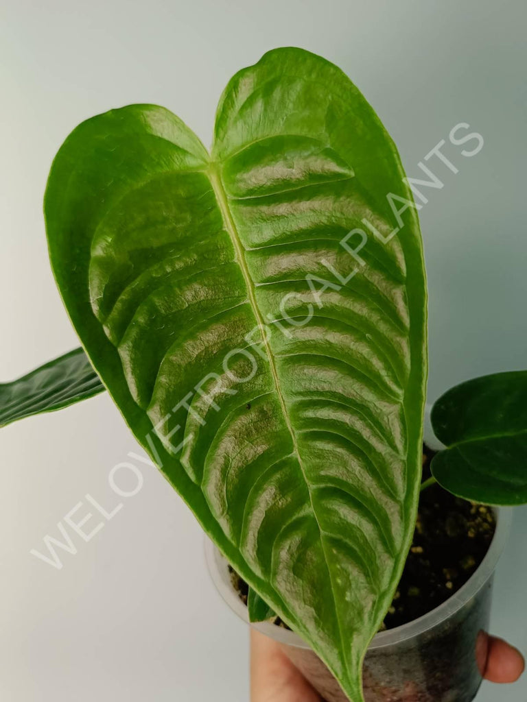 Alocasia micholitziana frydek variegata