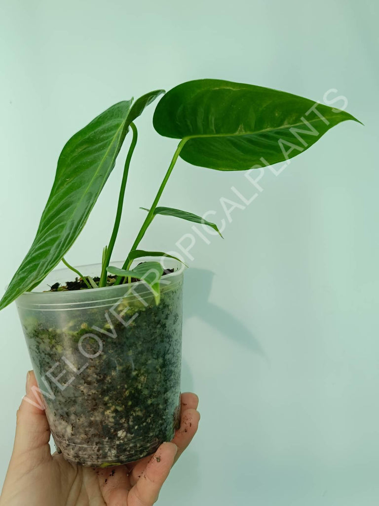 Anthurium veitchii narrow