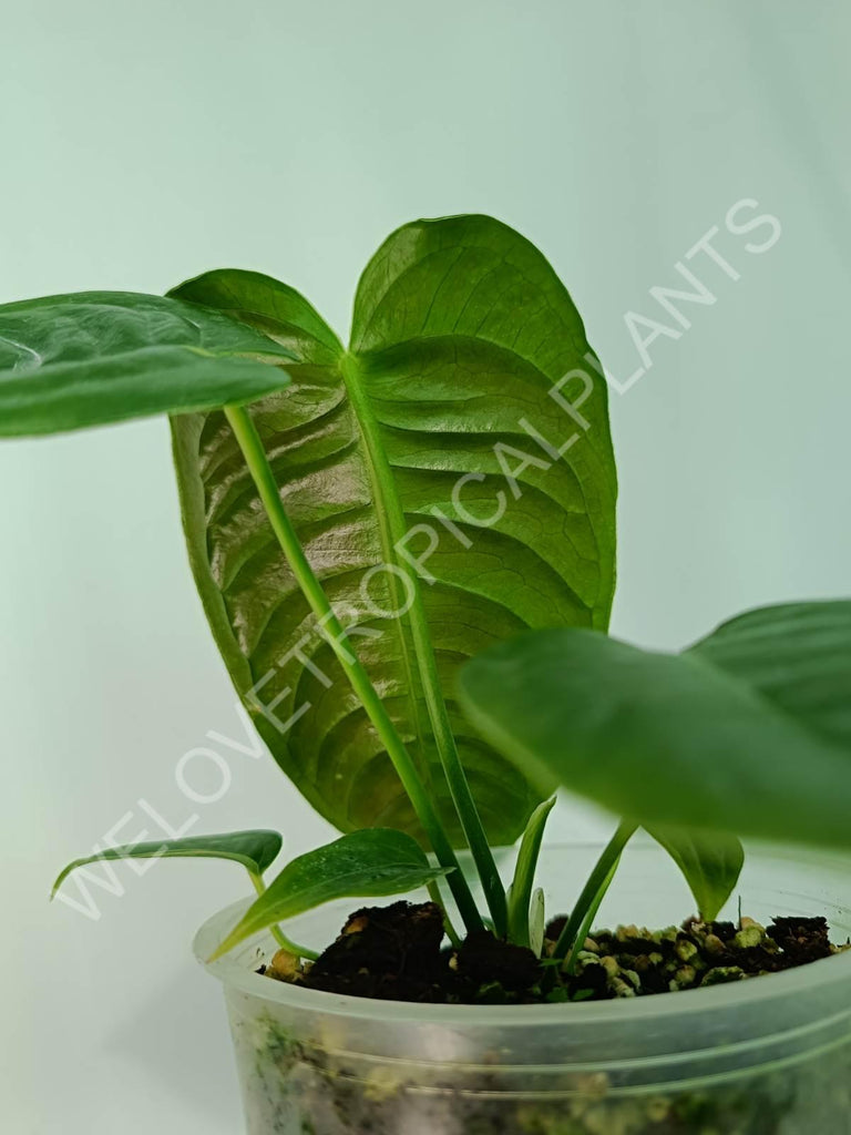 Anthurium veitchii narrow