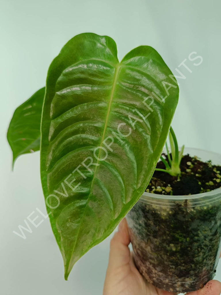 Anthurium veitchii narrow