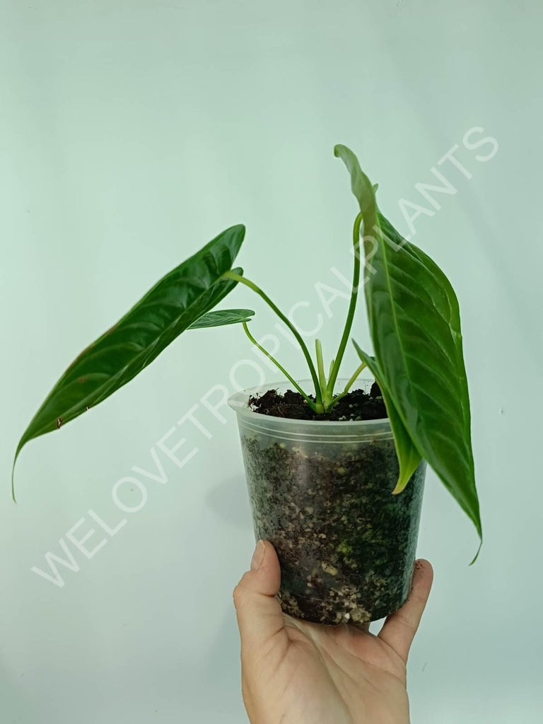 Anthurium veitchii narrow