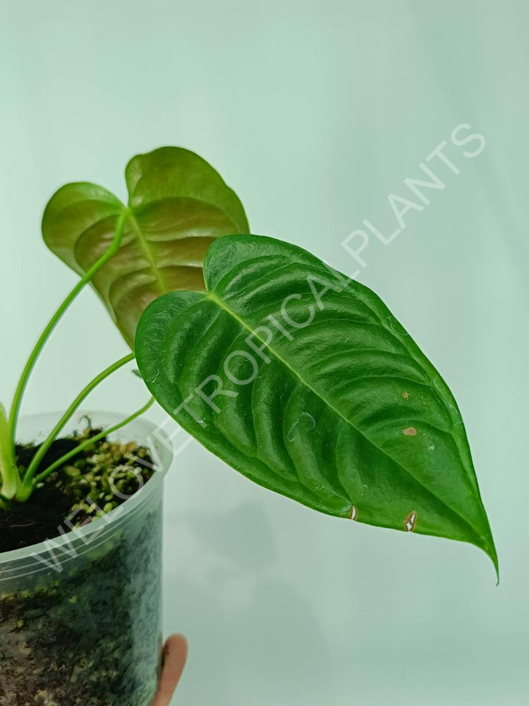 Anthurium veitchii narrow