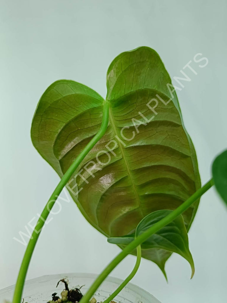 Anthurium veitchii narrow