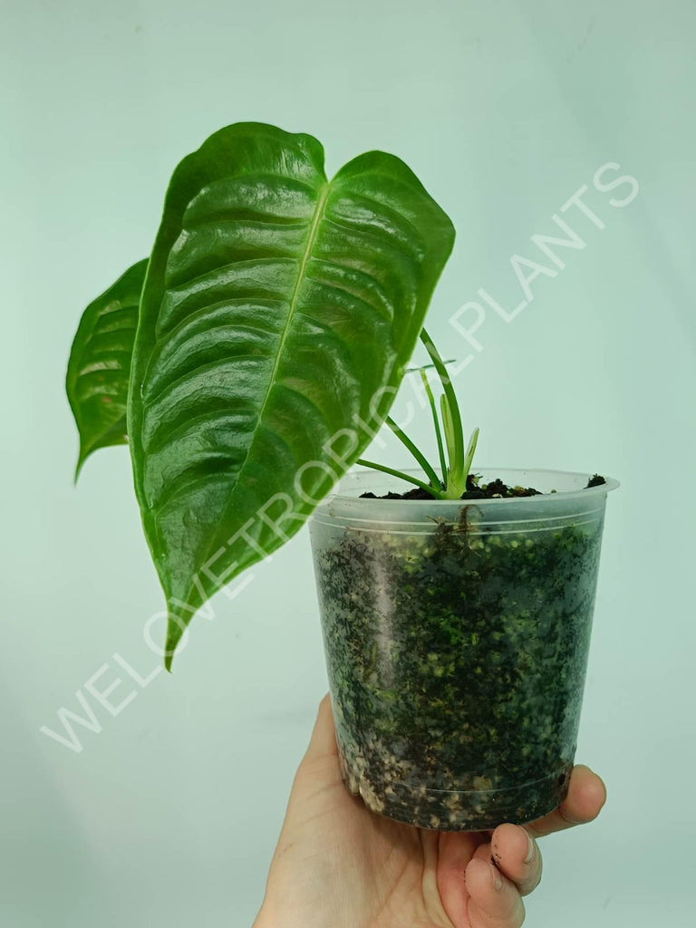 Anthurium veitchii narrow