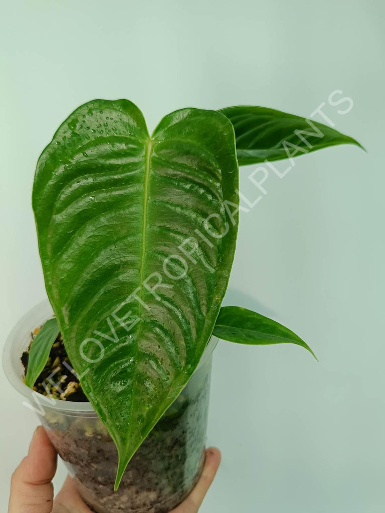 Anthurium veitchii narrow