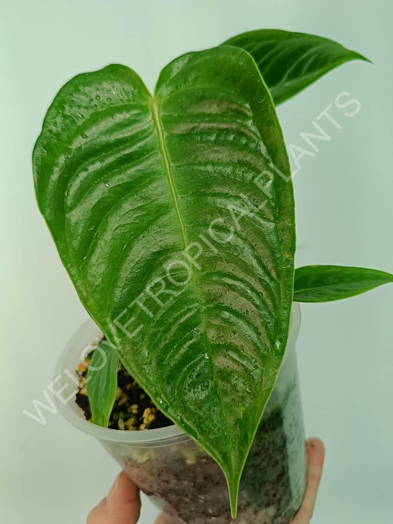 Anthurium veitchii narrow