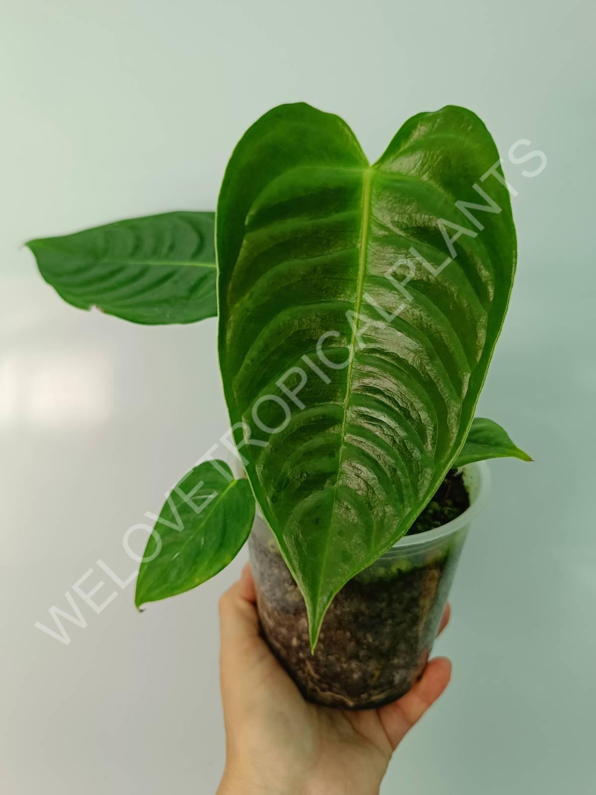 Anthurium veitchii narrow