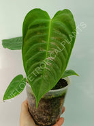 Anthurium veitchii narrow