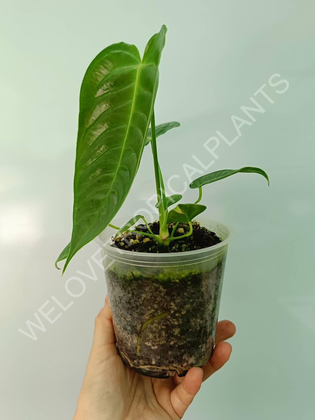 Anthurium veitchii narrow