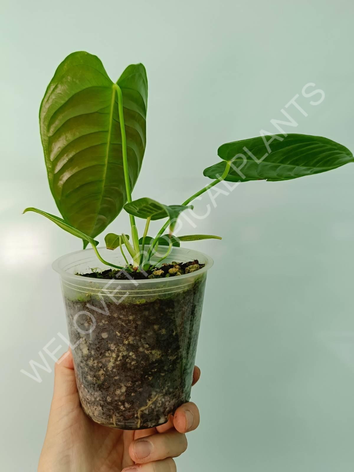 Anthurium veitchii narrow