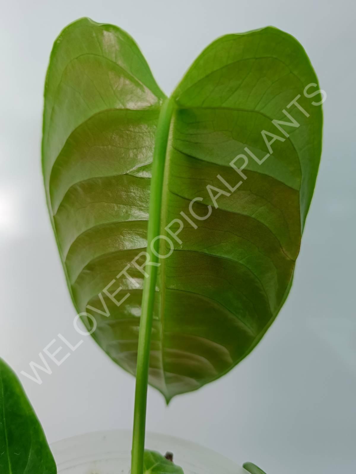 Anthurium veitchii narrow