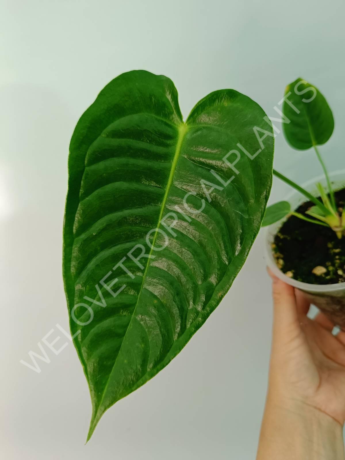 Anthurium veitchii narrow