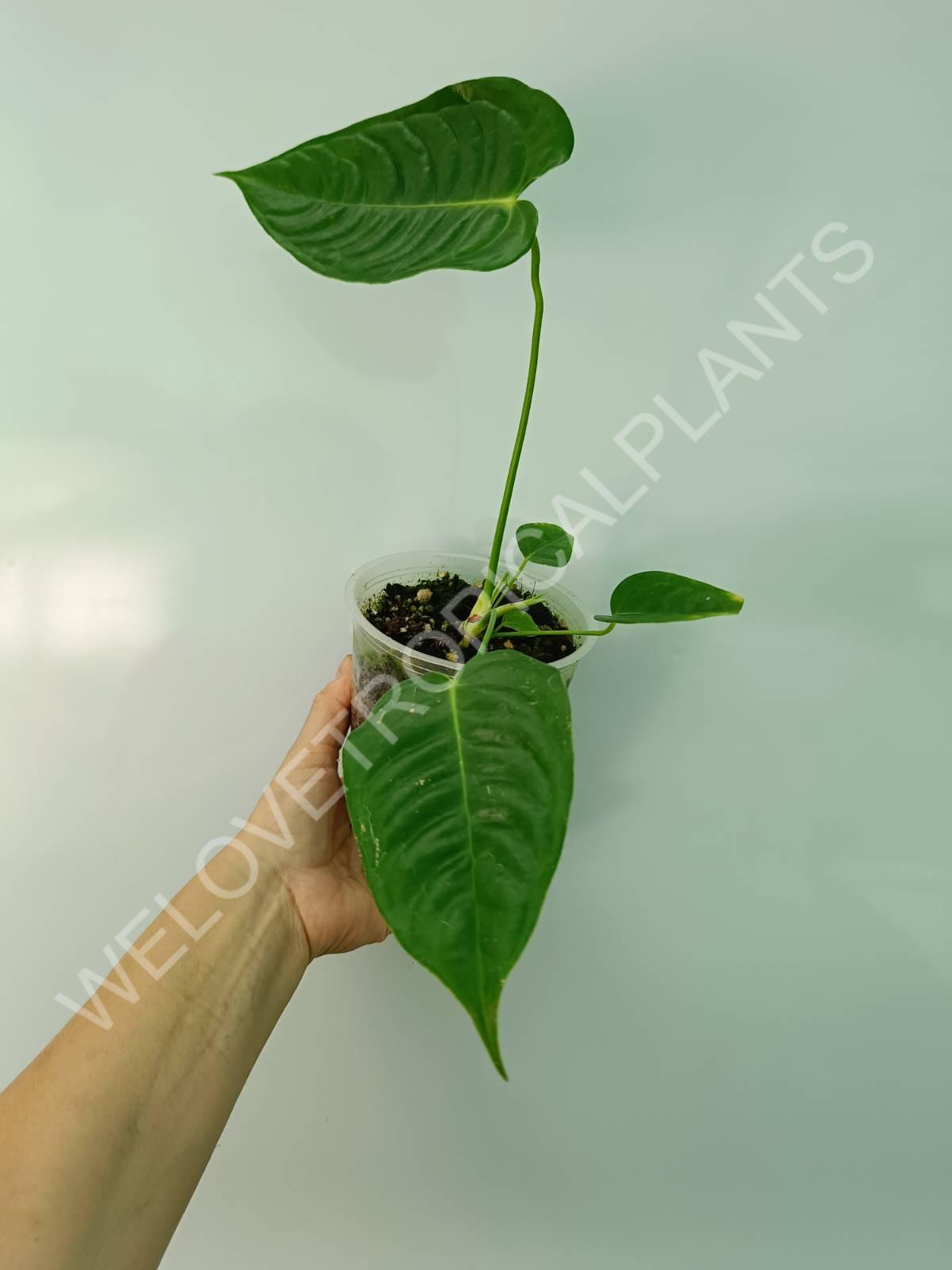 Anthurium veitchii narrow