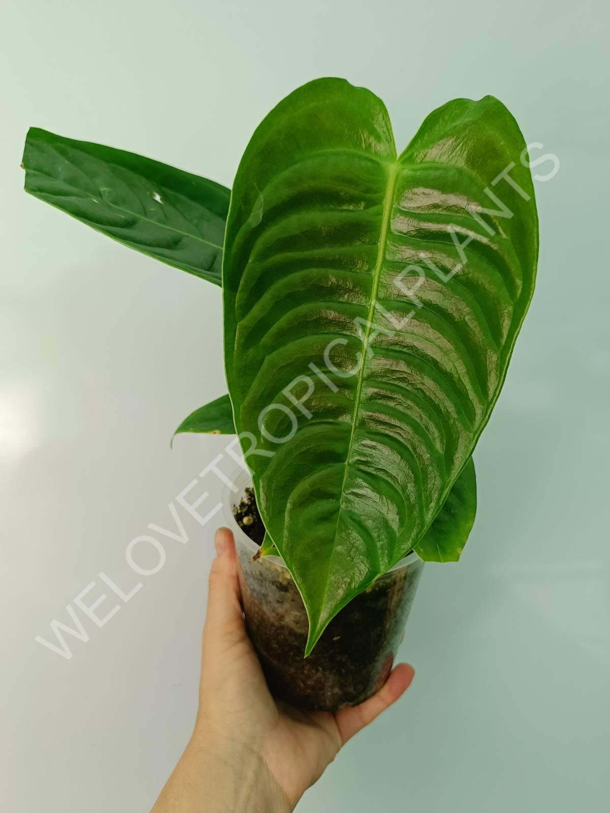 Anthurium veitchii narrow