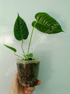 Anthurium veitchii narrow