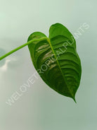 Anthurium veitchii narrow