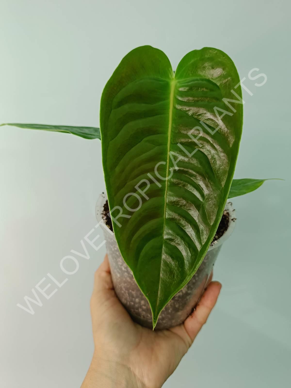 Anthurium veitchii narrow