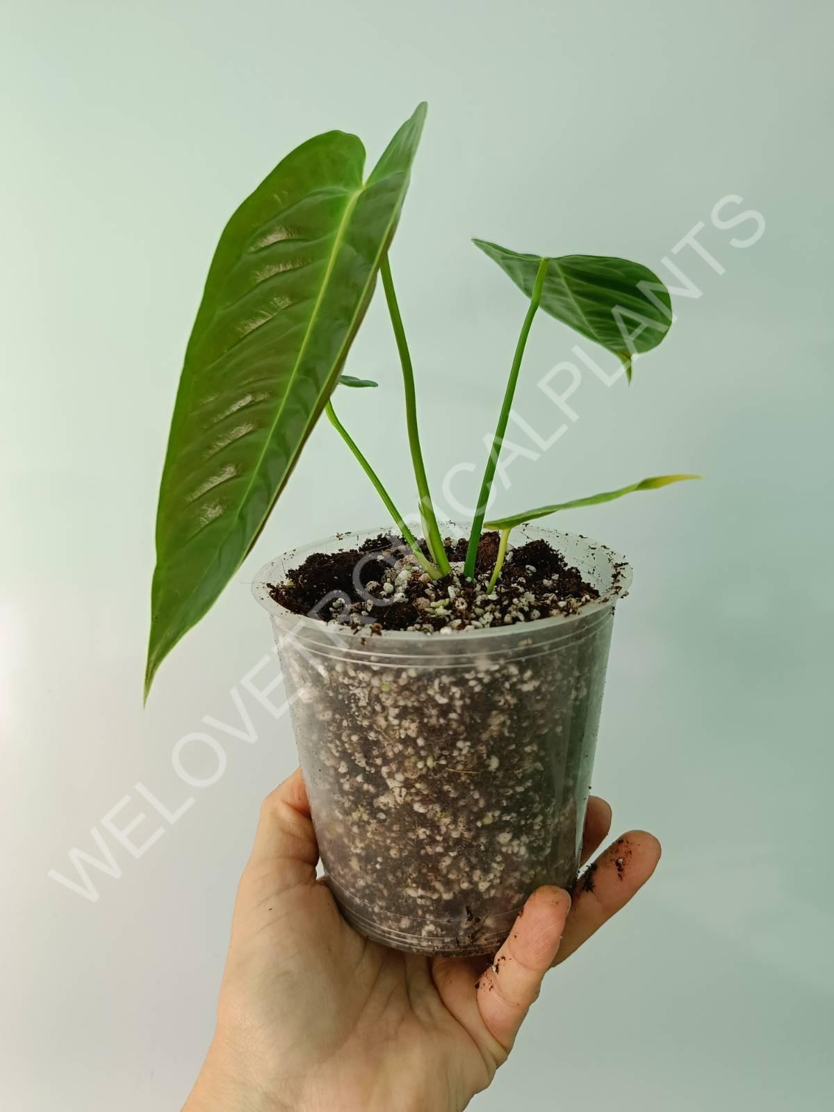 Anthurium veitchii narrow