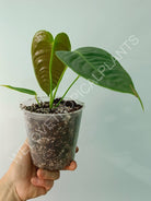 Anthurium veitchii narrow