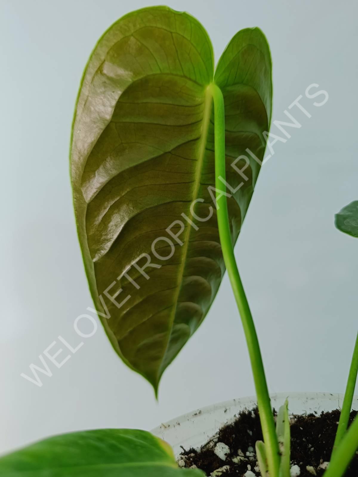 Anthurium veitchii narrow