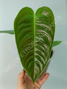 Anthurium veitchii narrow