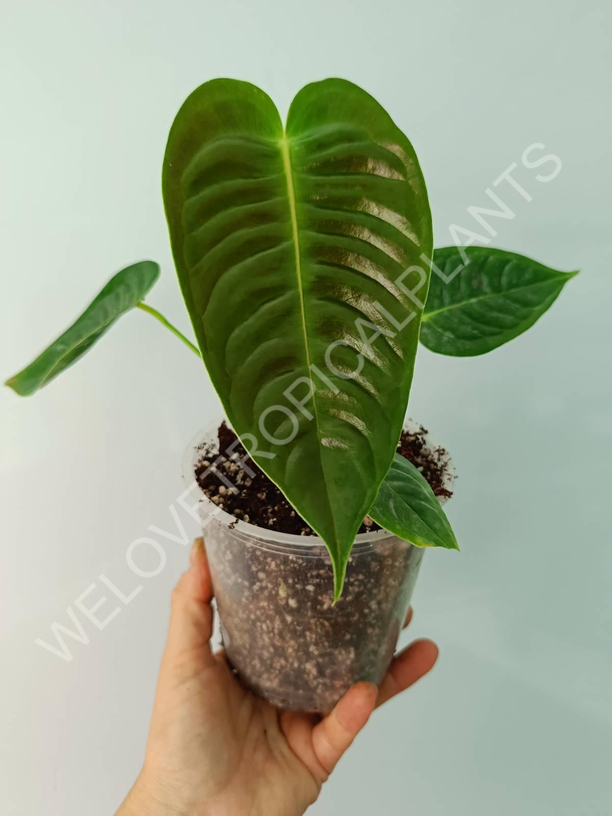 Anthurium veitchii narrow