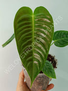 Anthurium veitchii narrow