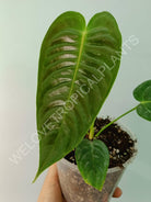 Anthurium veitchii narrow