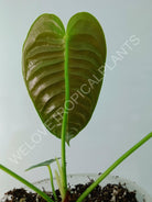 Anthurium veitchii narrow