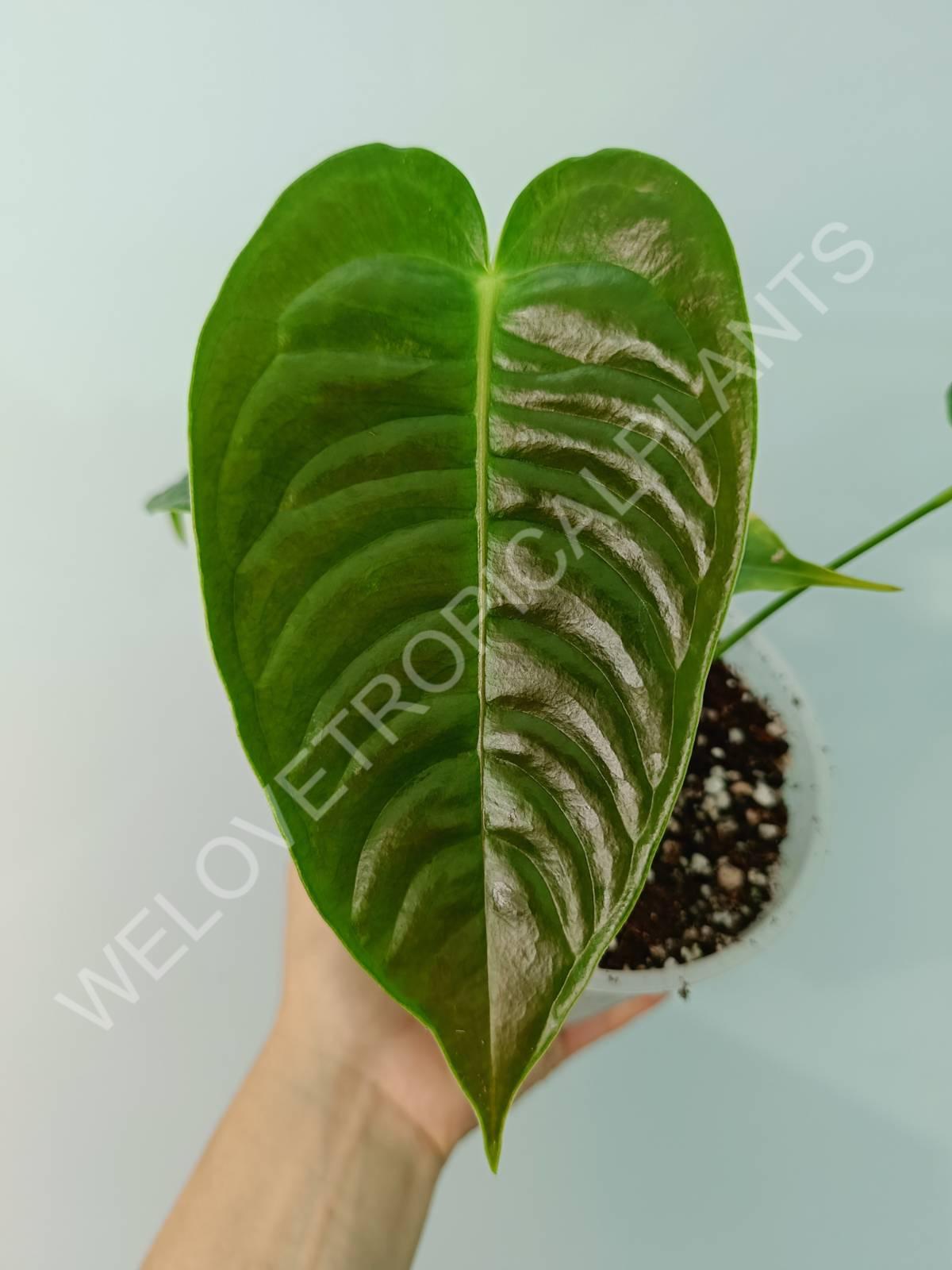 Anthurium veitchii narrow