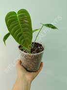 Anthurium veitchii narrow