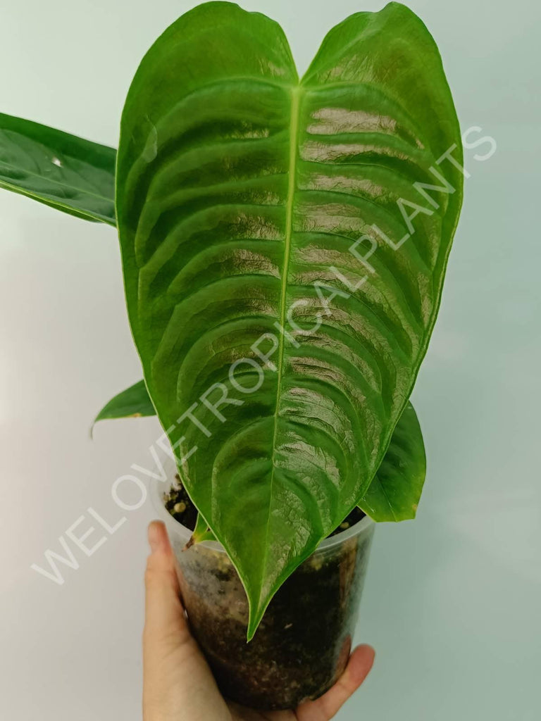 Anthurium veitchii narrow