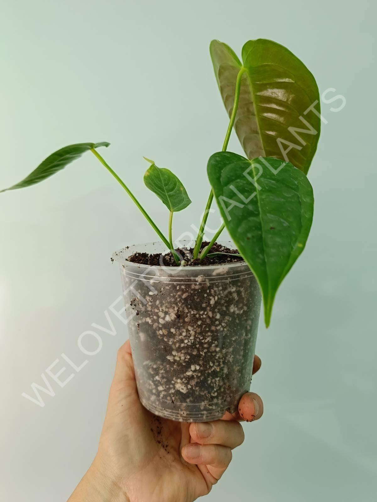 Anthurium veitchii narrow