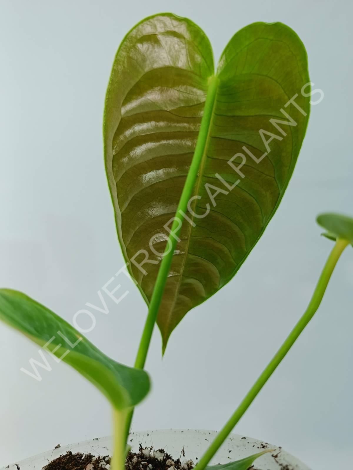 Anthurium veitchii narrow