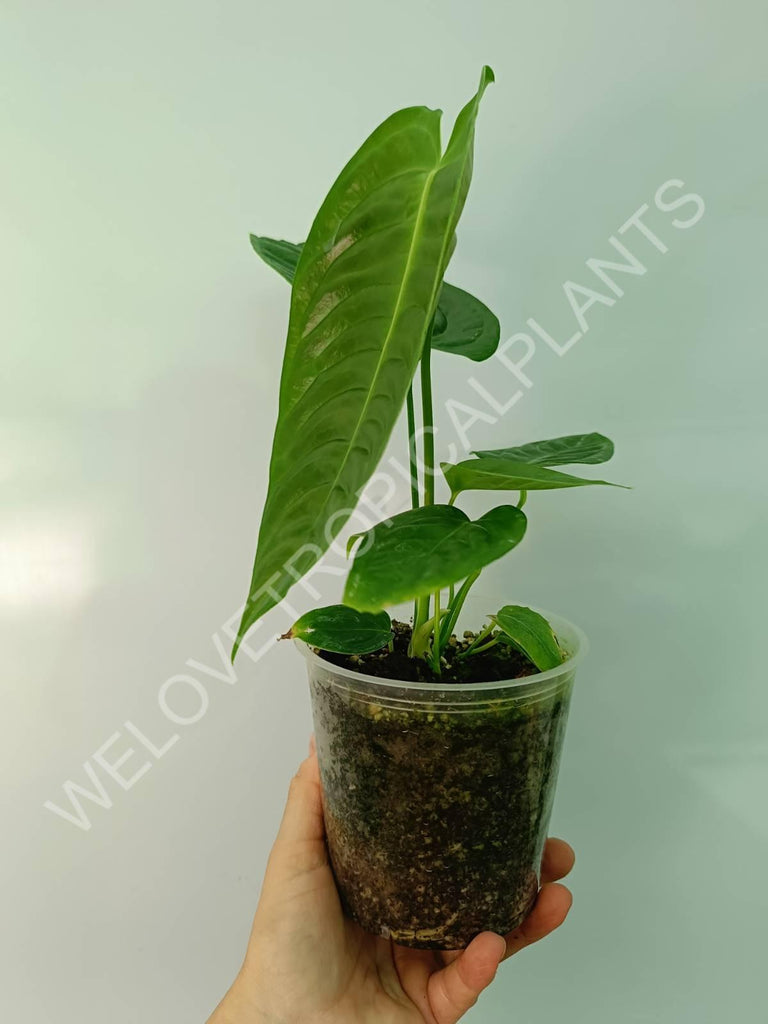 Anthurium veitchii narrow