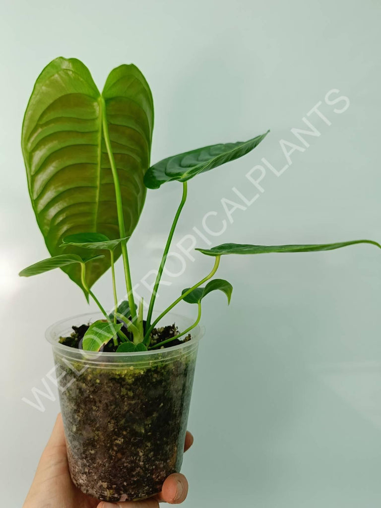 Anthurium veitchii narrow