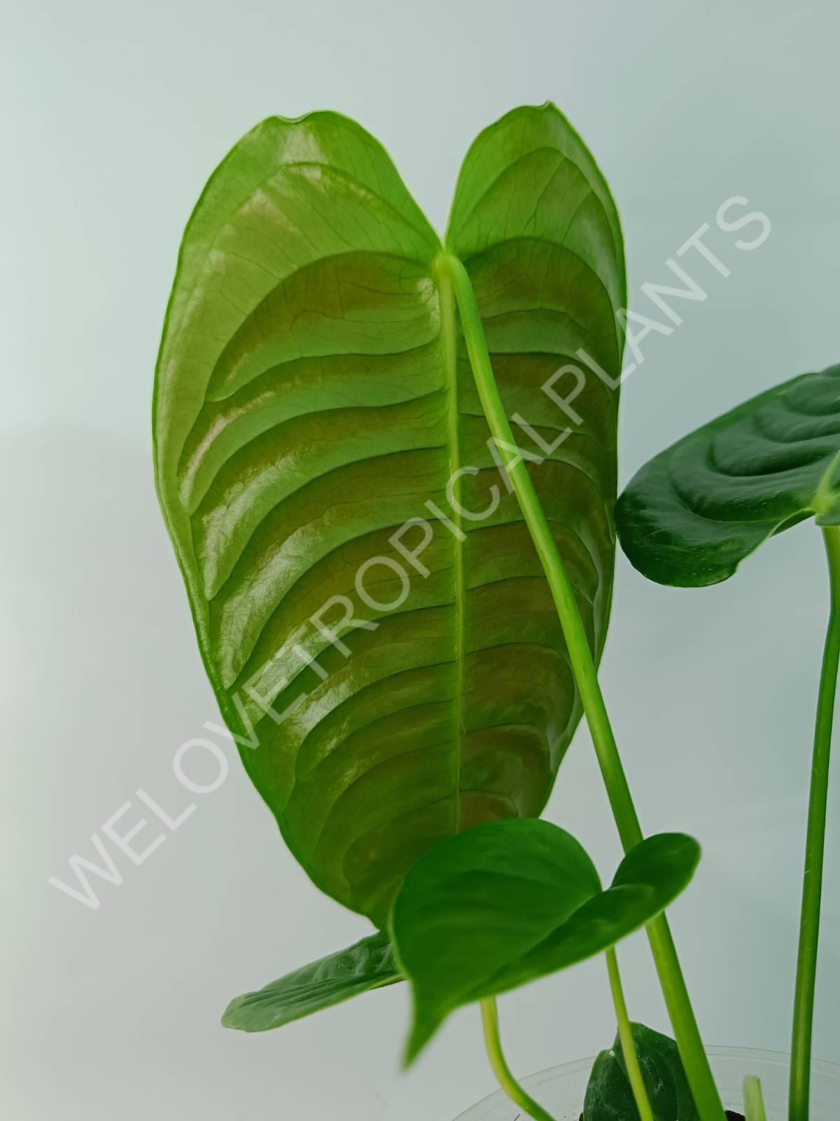 Anthurium veitchii narrow