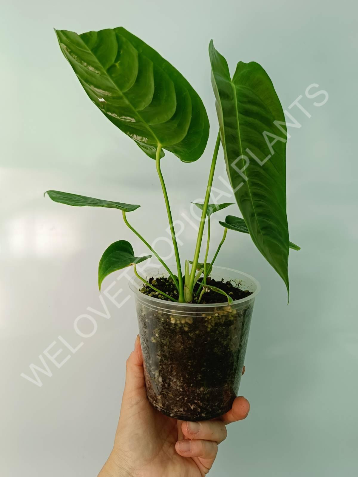 Anthurium veitchii narrow