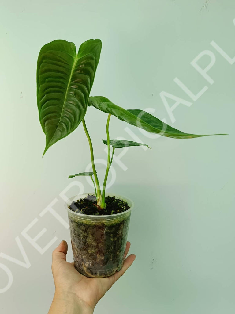 Anthurium veitchii narrow