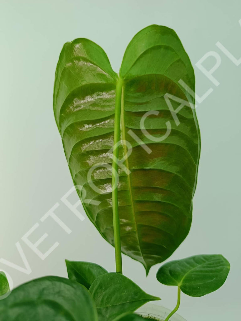Anthurium veitchii narrow