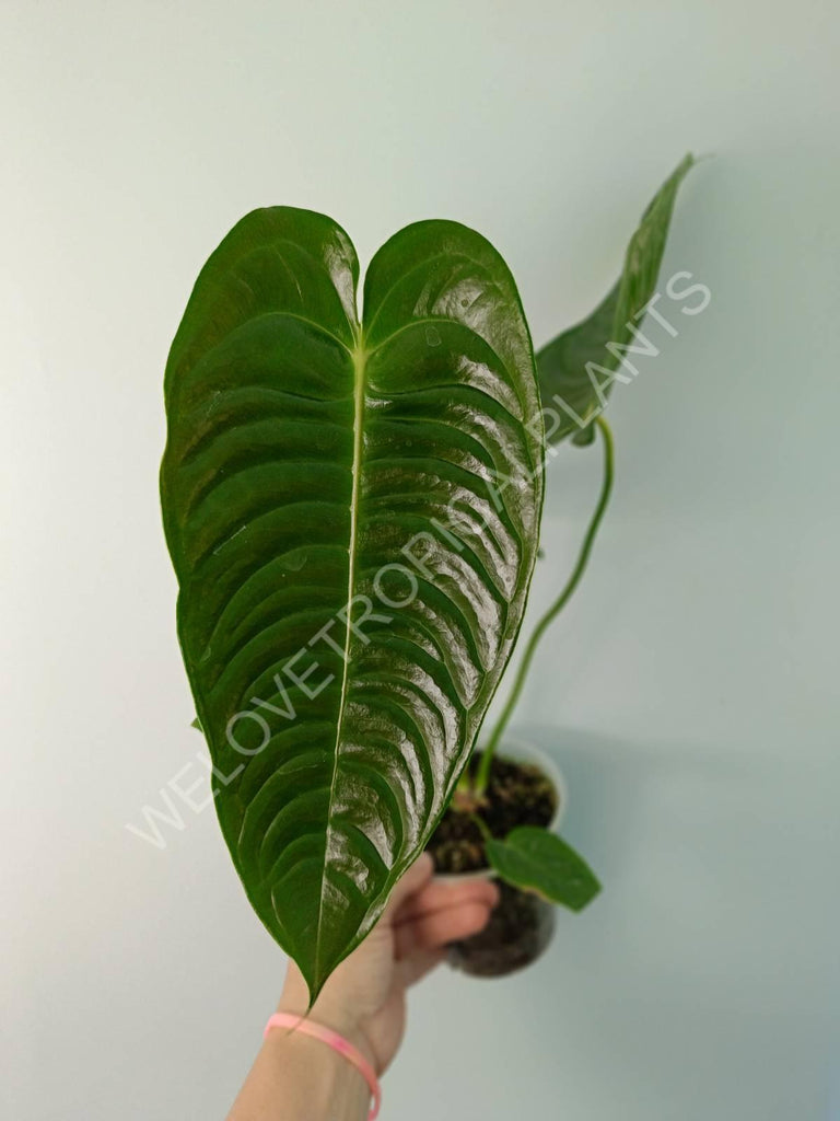 Anthurium veitchii narrow