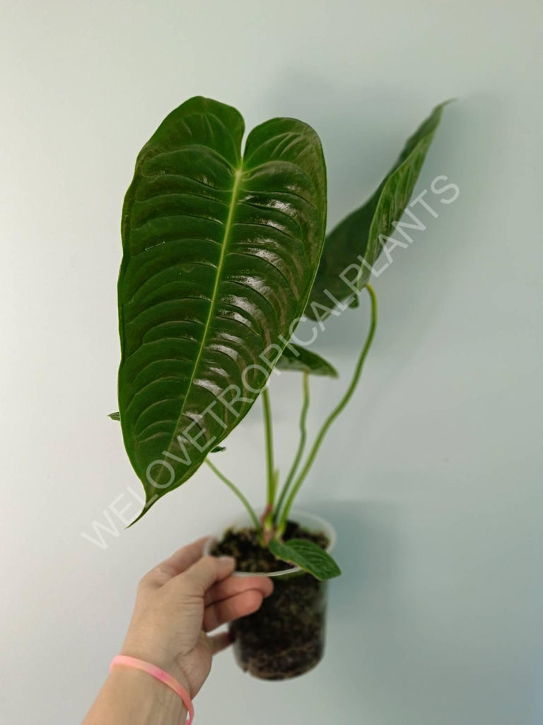 Anthurium veitchii narrow