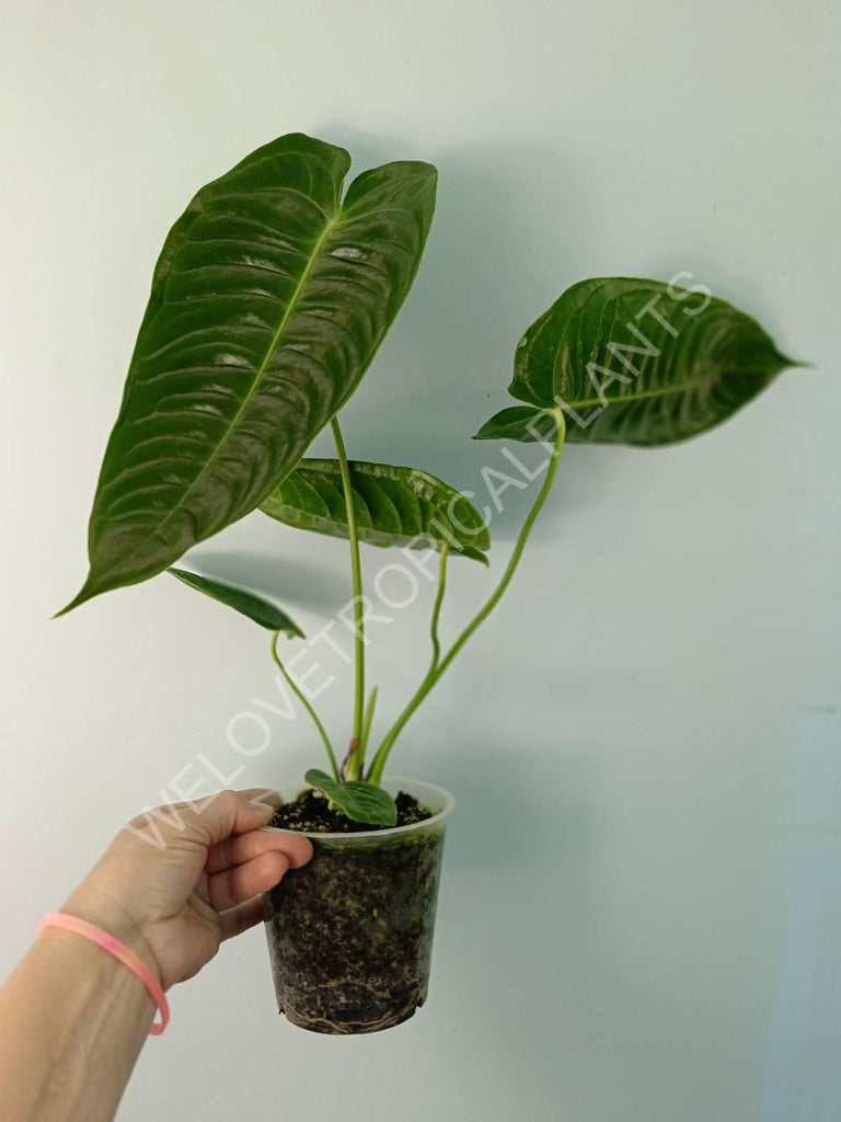 Anthurium veitchii narrow