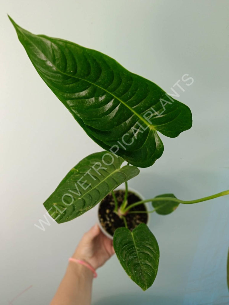 Anthurium veitchii narrow