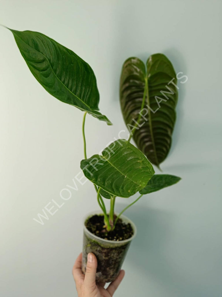 Anthurium veitchii narrow