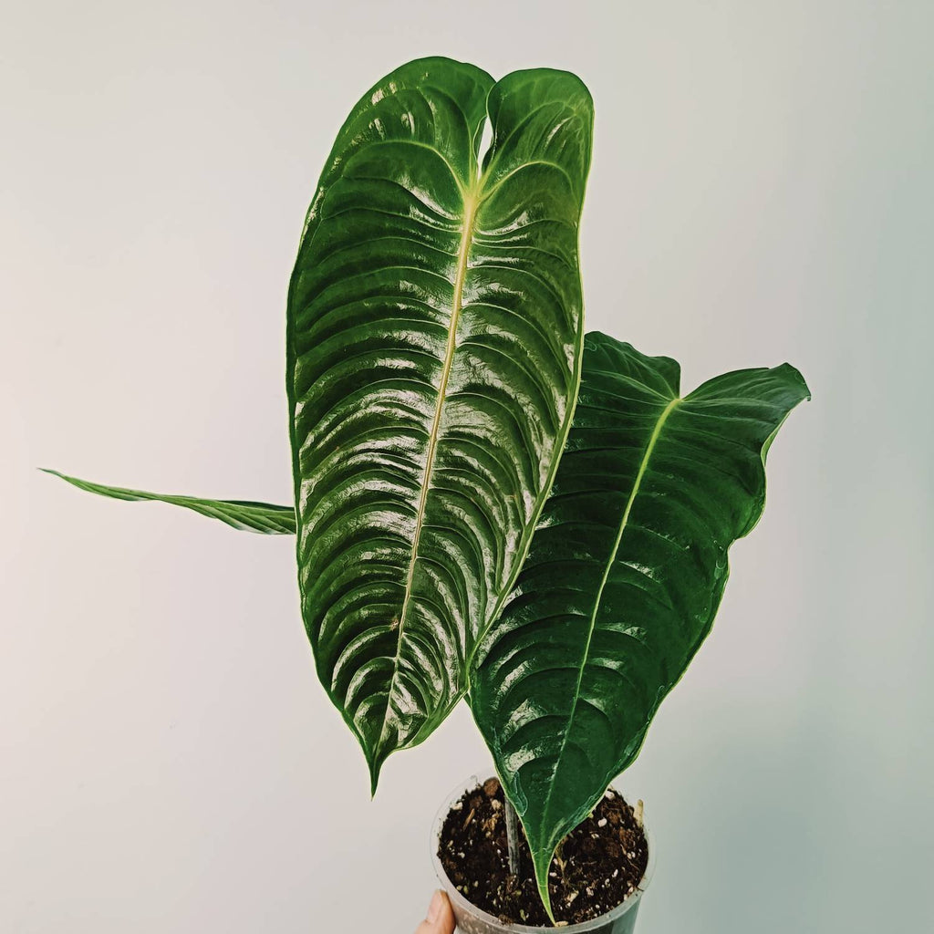 Anthurium veitchii narrow