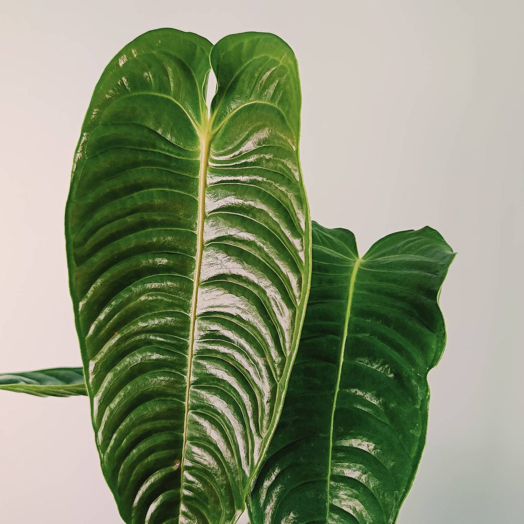 Anthurium veitchii narrow