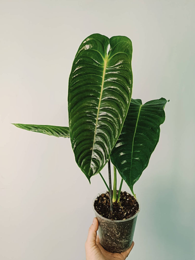 Anthurium veitchii narrow