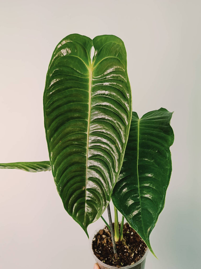 Anthurium veitchii narrow