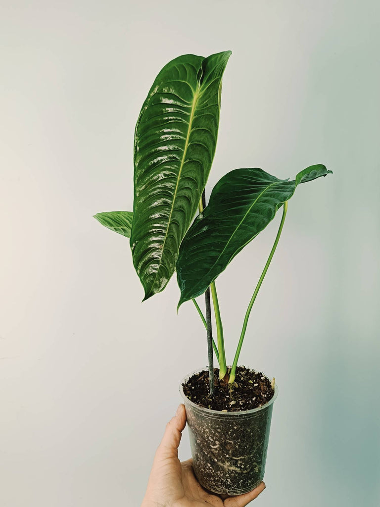 Anthurium veitchii narrow